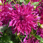 Dahlia Label Rouge Bangkok