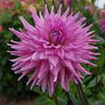 Capucia