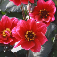 SIMPLY RED