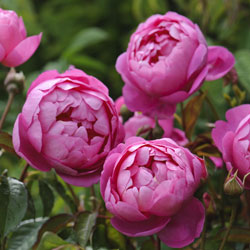 Royal Jubillee