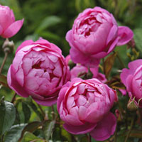 Royal Jubillee